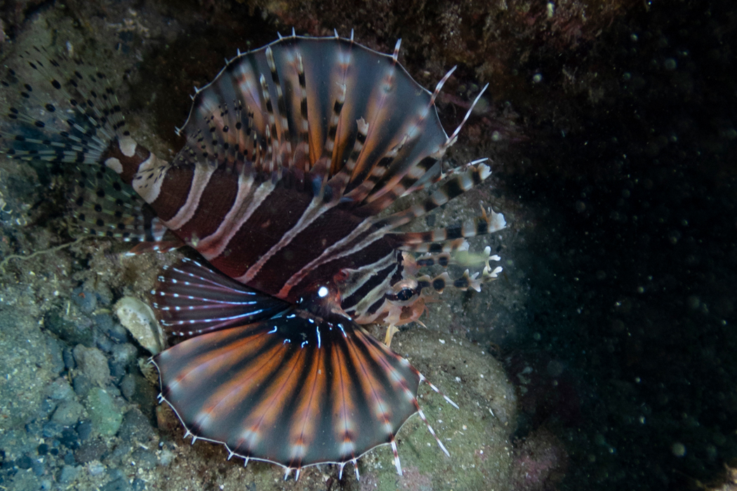 キリンミノの写真2｜扇形の胸鰭です。