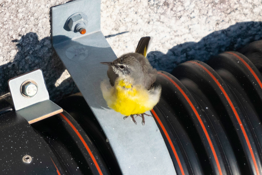 写真｜「キセキレイ」