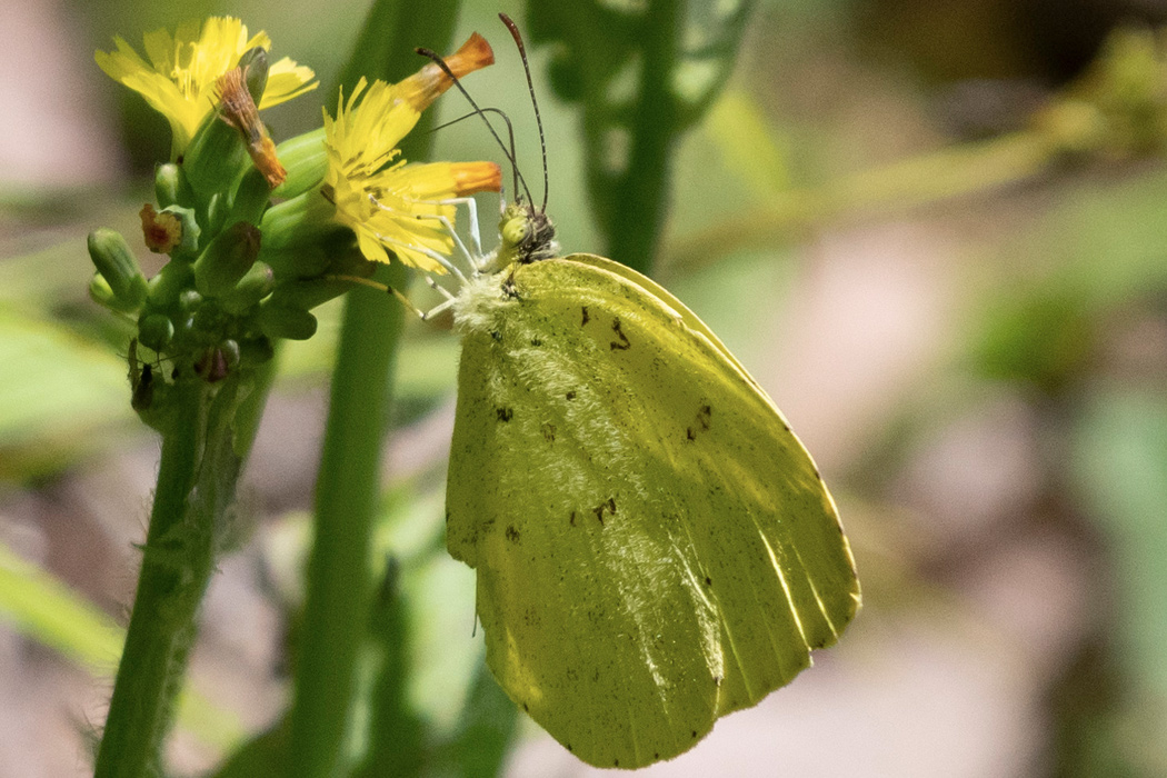 キタキチョウの写真1｜花の蜜を吸っていました。