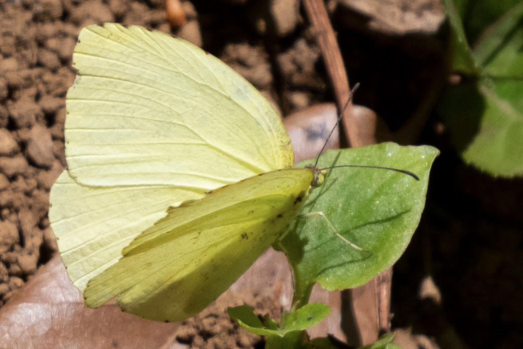 キタキチョウの写真2｜少し色の淡いメスだと思います。