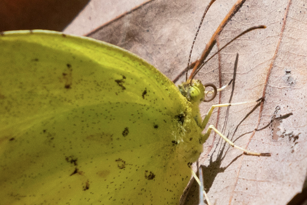 キタキチョウの写真3｜頭部です。