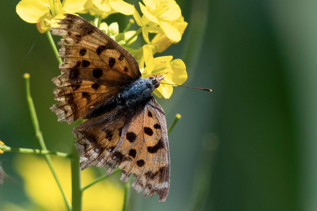 Picture of Asian comma2｜Wings and antennae are tattered individuals.