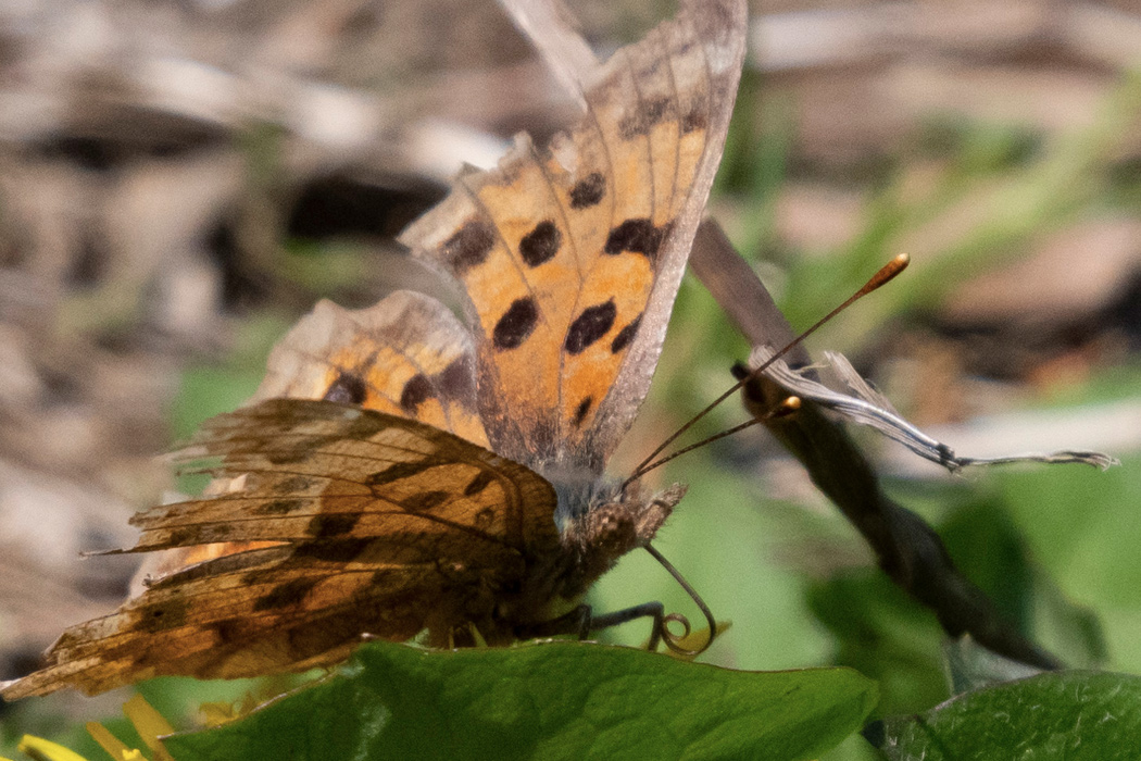 写真｜「キタテハ」