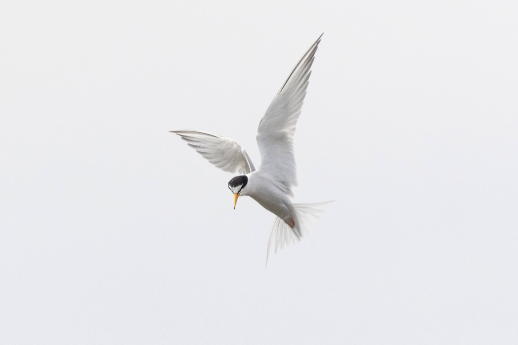 コアジサシの写真2｜ホバリングしています。