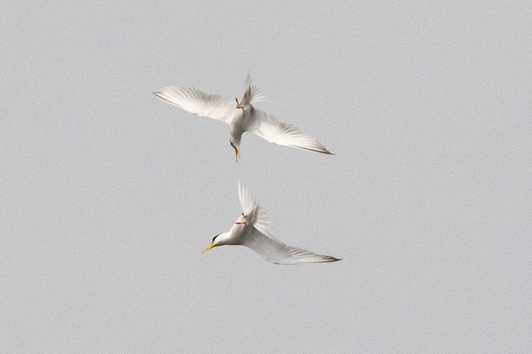 写真｜「コアジサシ」