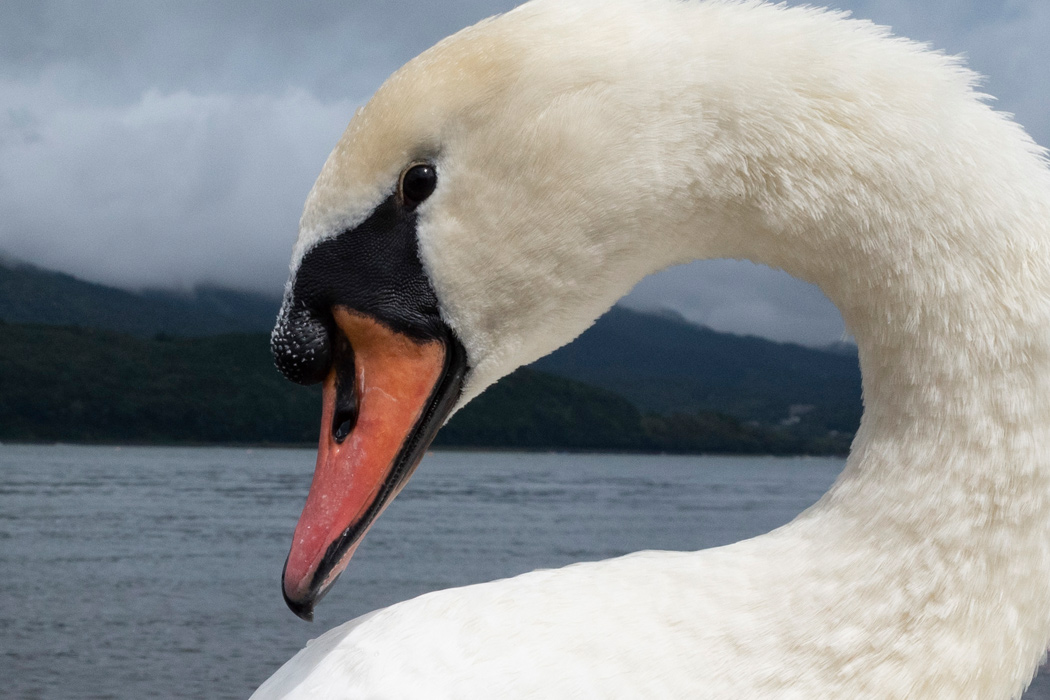 Picture of Mute Swan1｜There is a black bump on the orange beak.