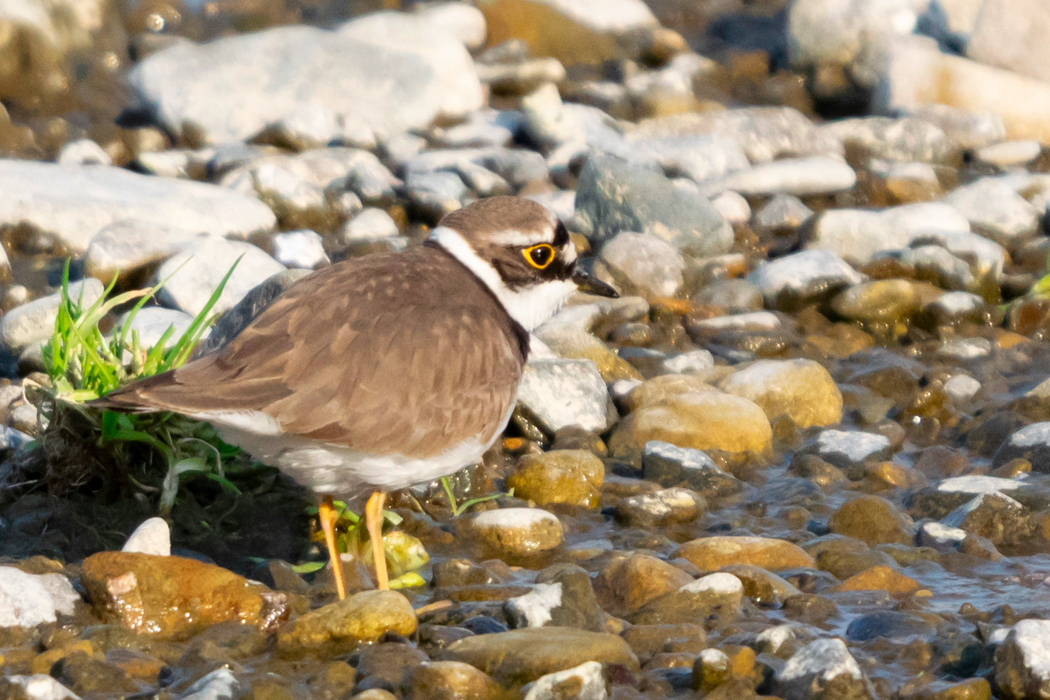 コチドリの写真2｜川岸や浅瀬を歩いて餌を探しています。