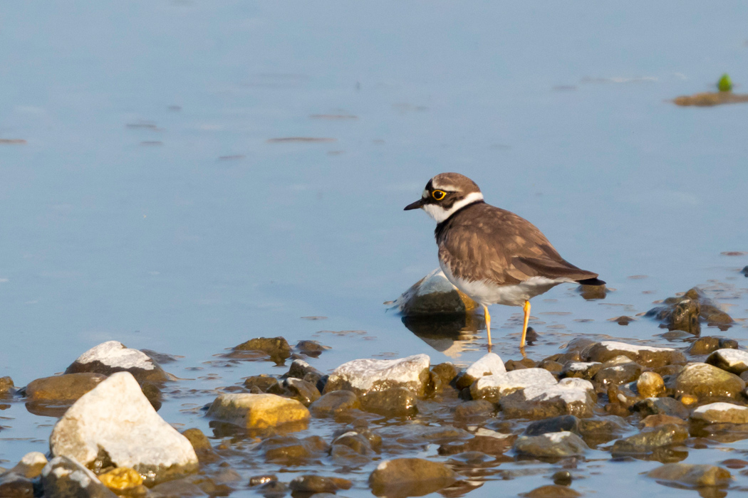 写真｜「コチドリ」
