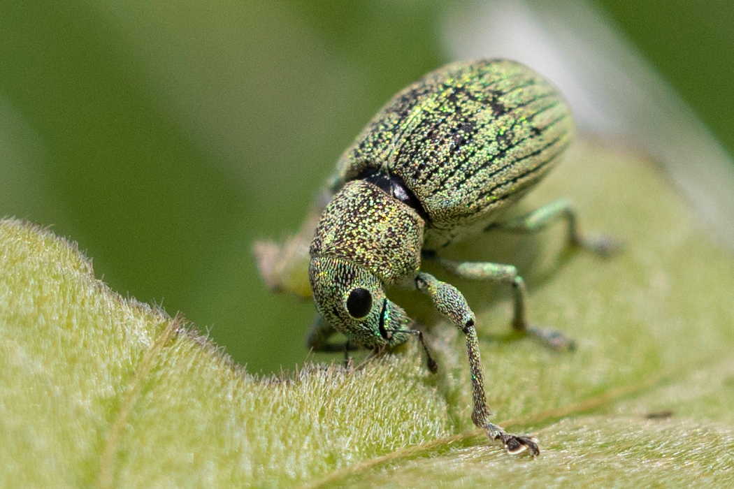 コフキゾウムシの写真1｜全身が薄緑色です。