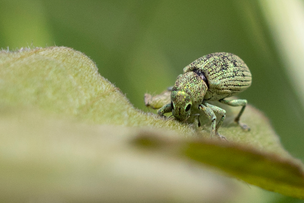 コフキゾウムシの写真2｜クズの葉を食べています。