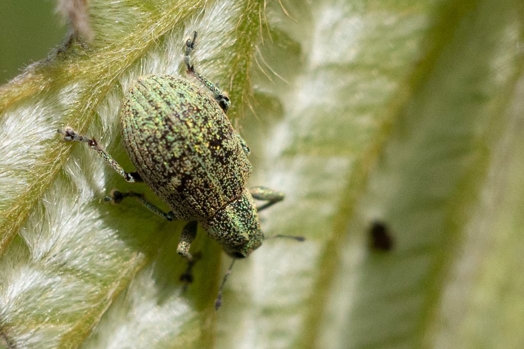 コフキゾウムシの写真3｜縦筋が走っています。