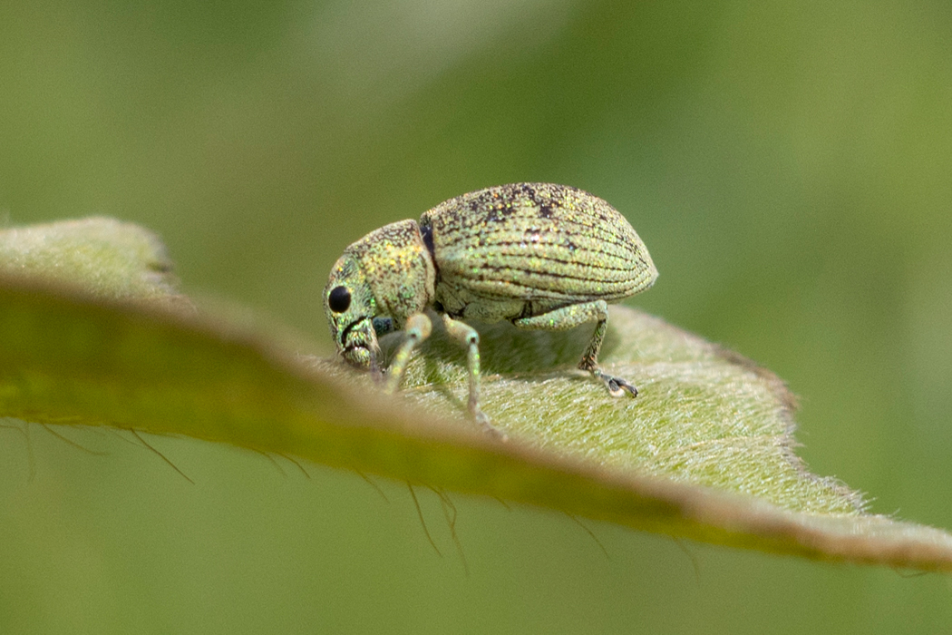 コフキゾウムシの写真4｜口吻は短めです。