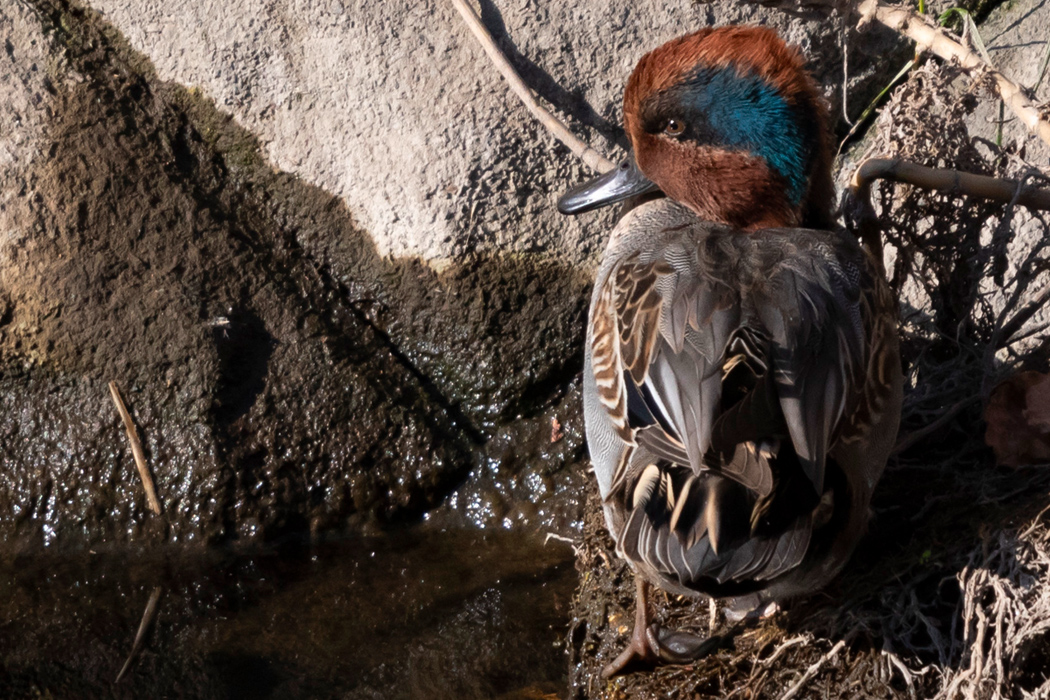 Picture of Teal1｜The hair is dry and stands on end.