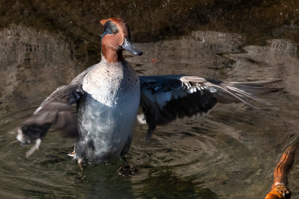 写真｜「コガモ」