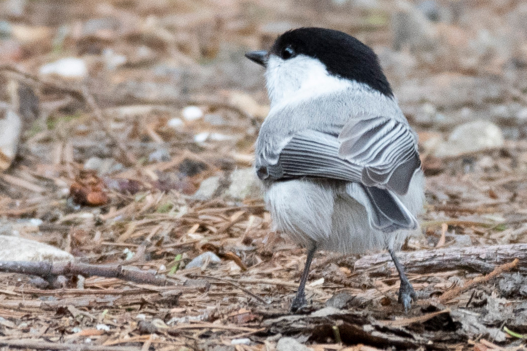 写真｜「コガラ」