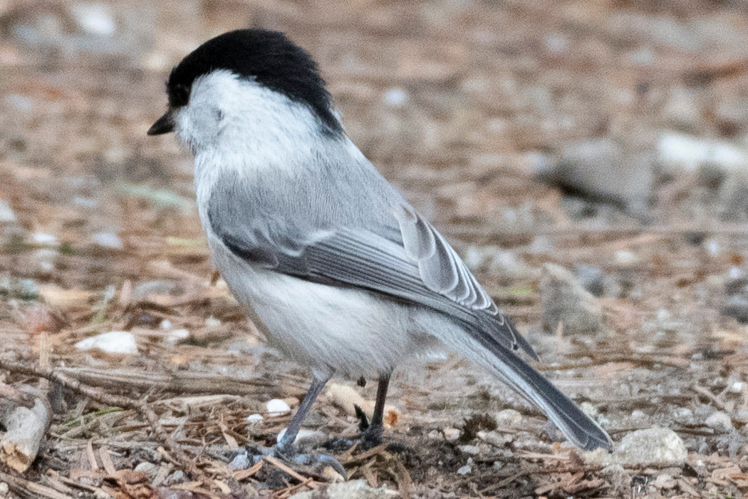 写真｜「コガラ」