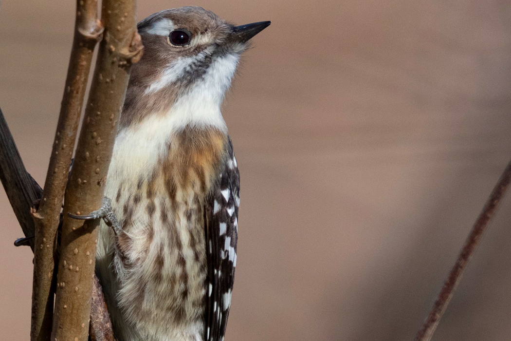 コゲラの写真3｜ガッチリと捕まる長い指が特徴です。