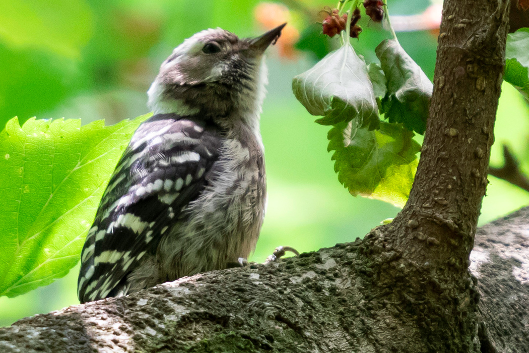 コゲラの写真4｜桜の木にとまっています。