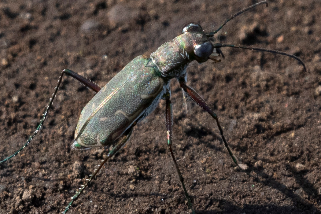 コハンミョウの写真2｜緑色や褐色をしています。