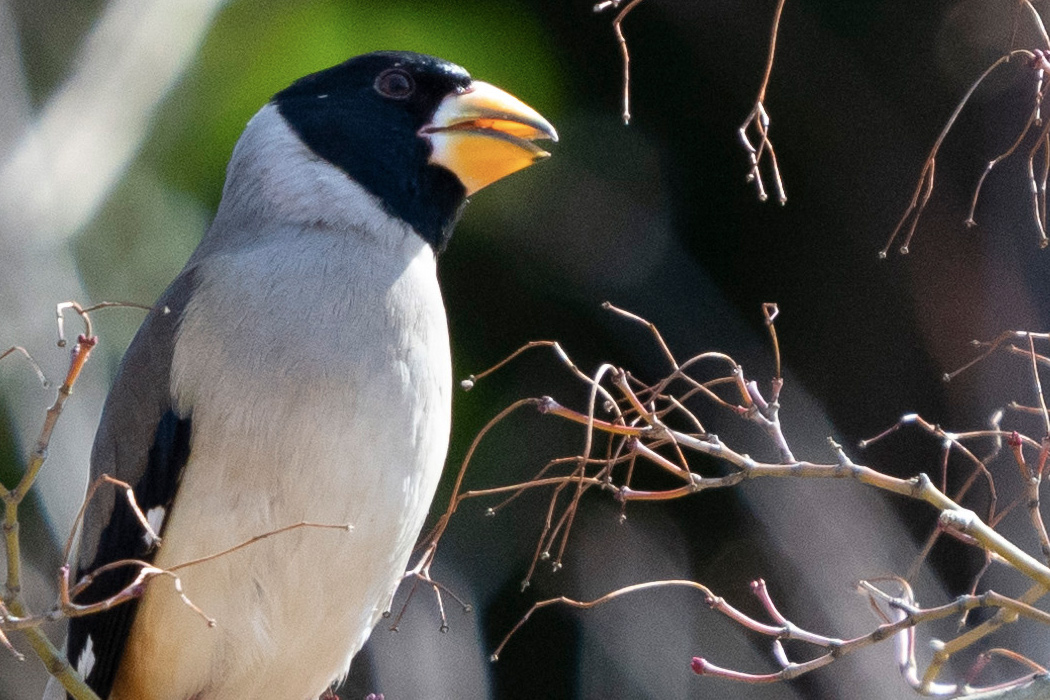 写真｜「コイカル」