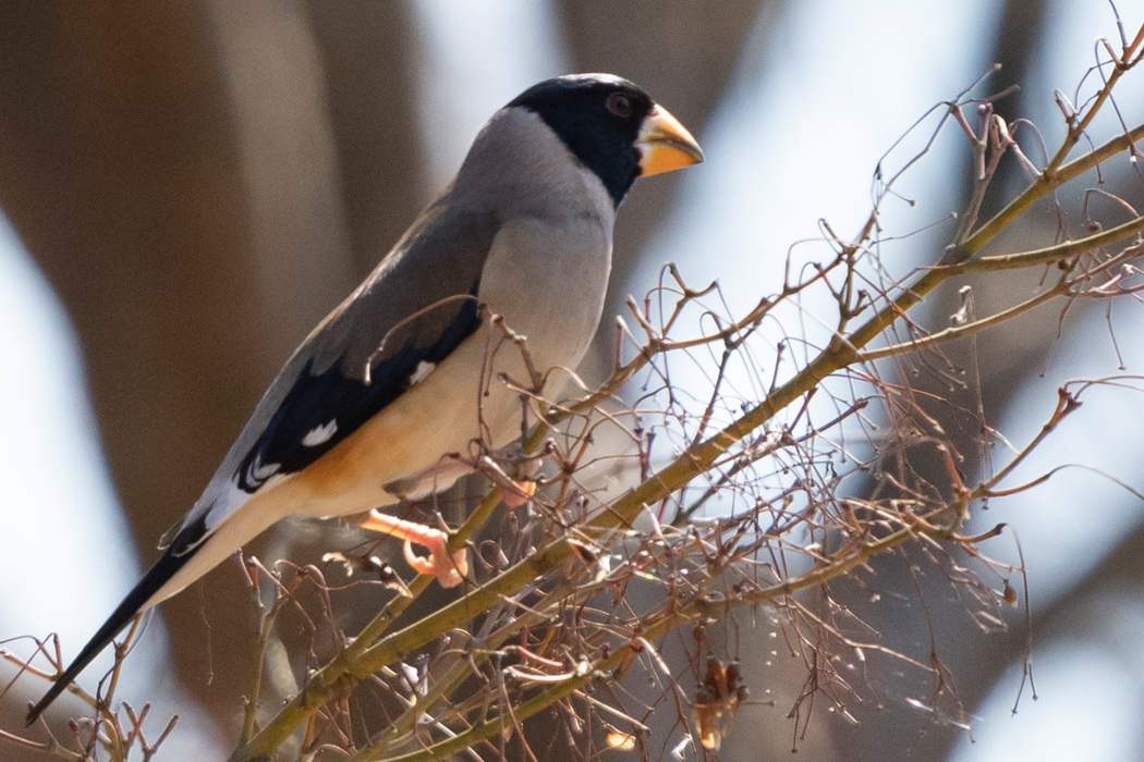 コイカルの写真2｜木の上で採食していました。