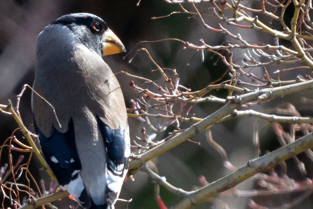 写真｜「コイカル」