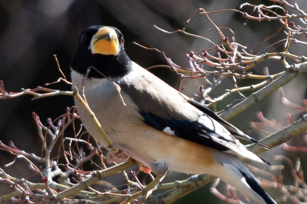 コイカルの写真4｜嘴の先が黒っぽいです。