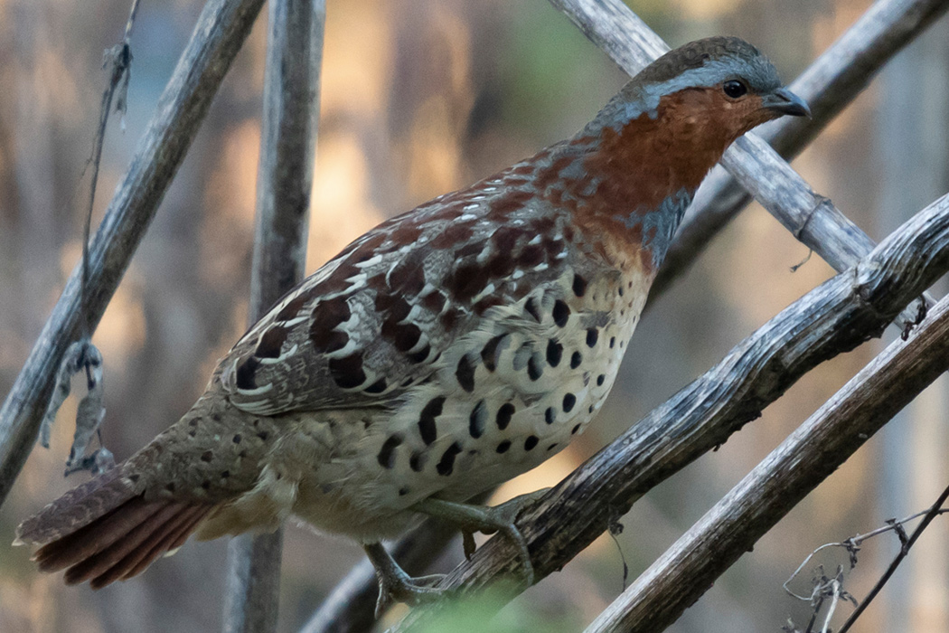 写真｜「コジュケイ」