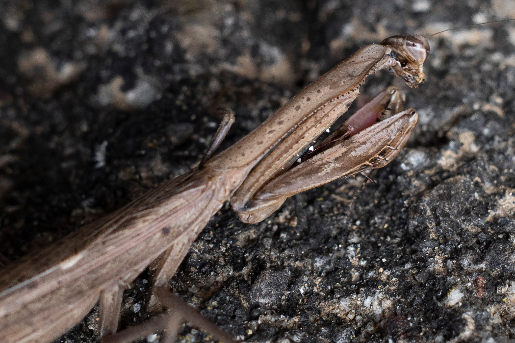 コカマキリの写真1｜枯れ葉のような褐色です。
