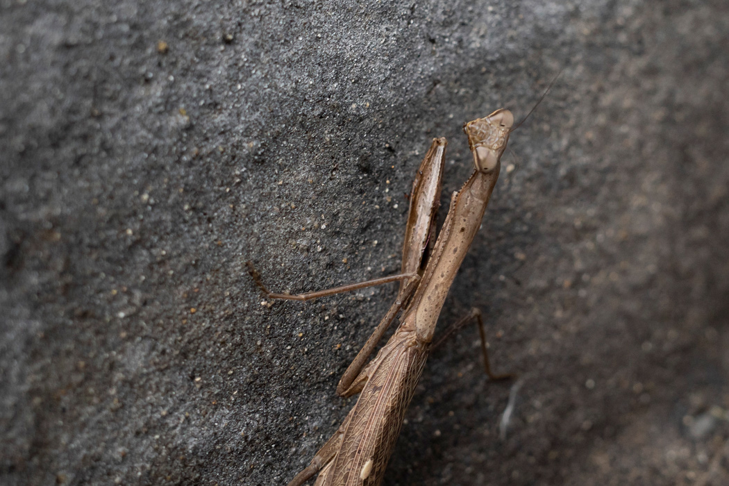 コカマキリの写真2｜好戦的ではありません。