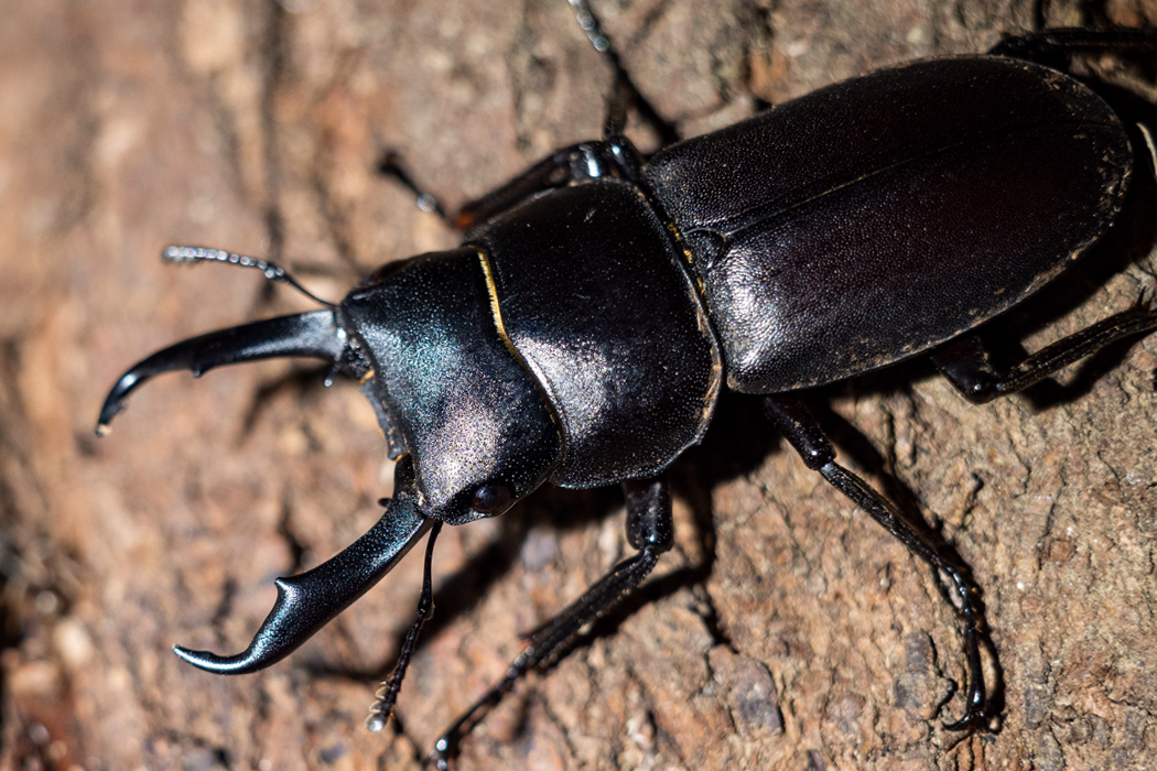 写真｜「コクワガタ」