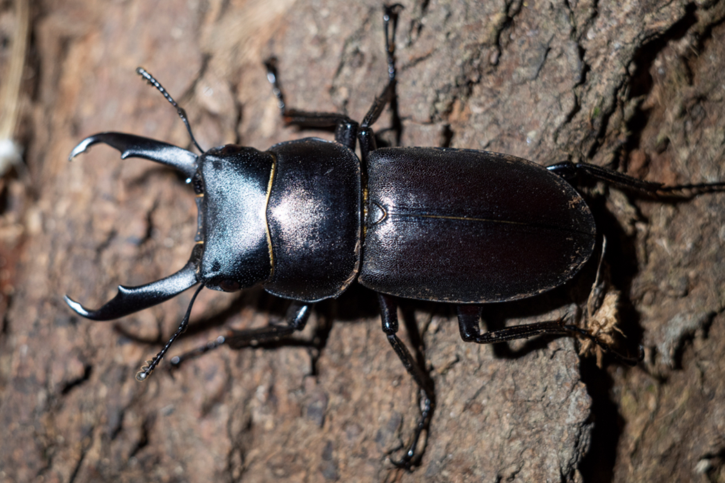 写真｜「コクワガタ」