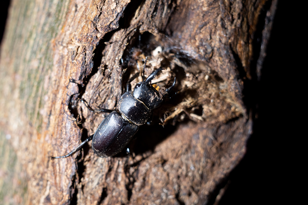 写真｜「コクワガタ」