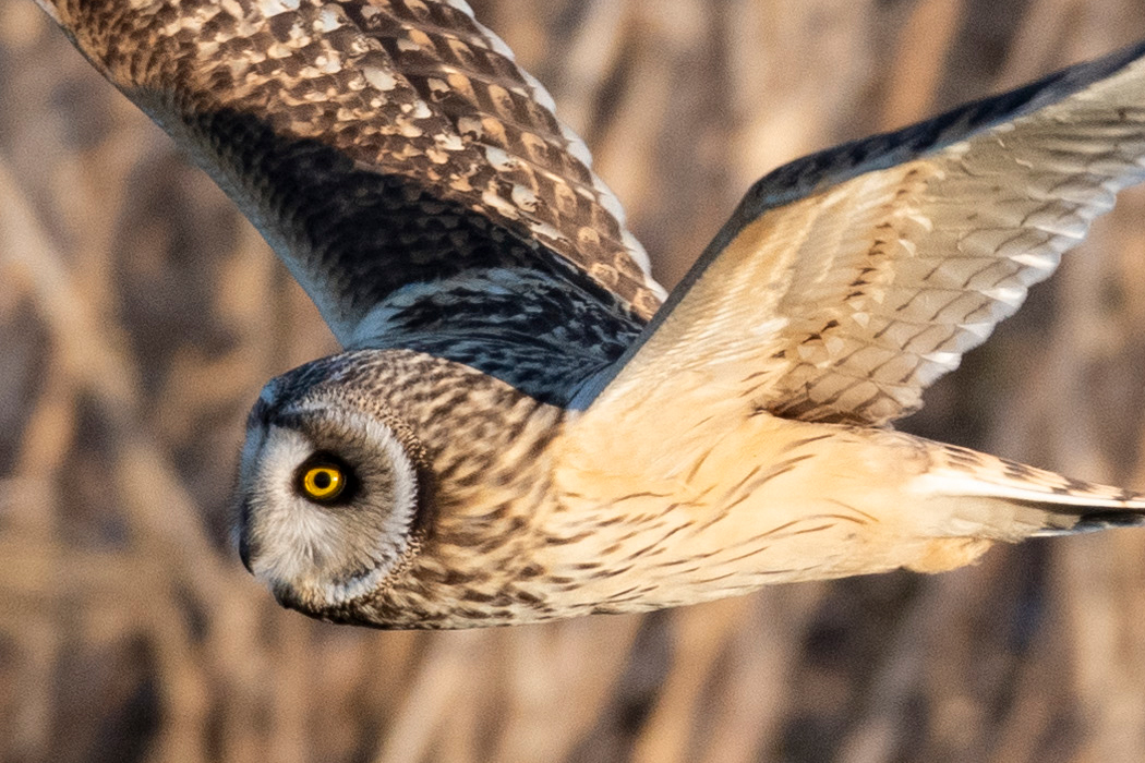 写真｜「コミミズク」
