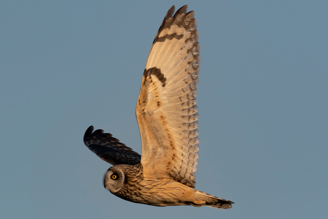 写真｜「コミミズク」