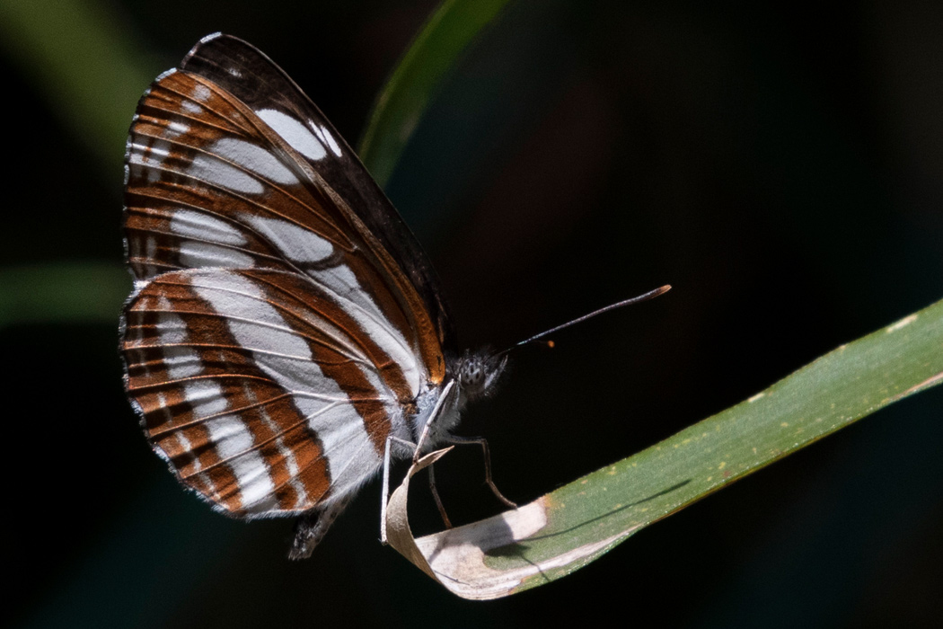 写真｜「コミスジ」
