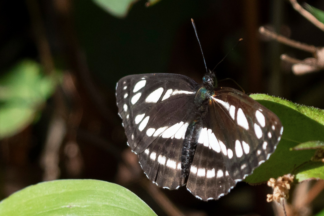写真｜「コミスジ」