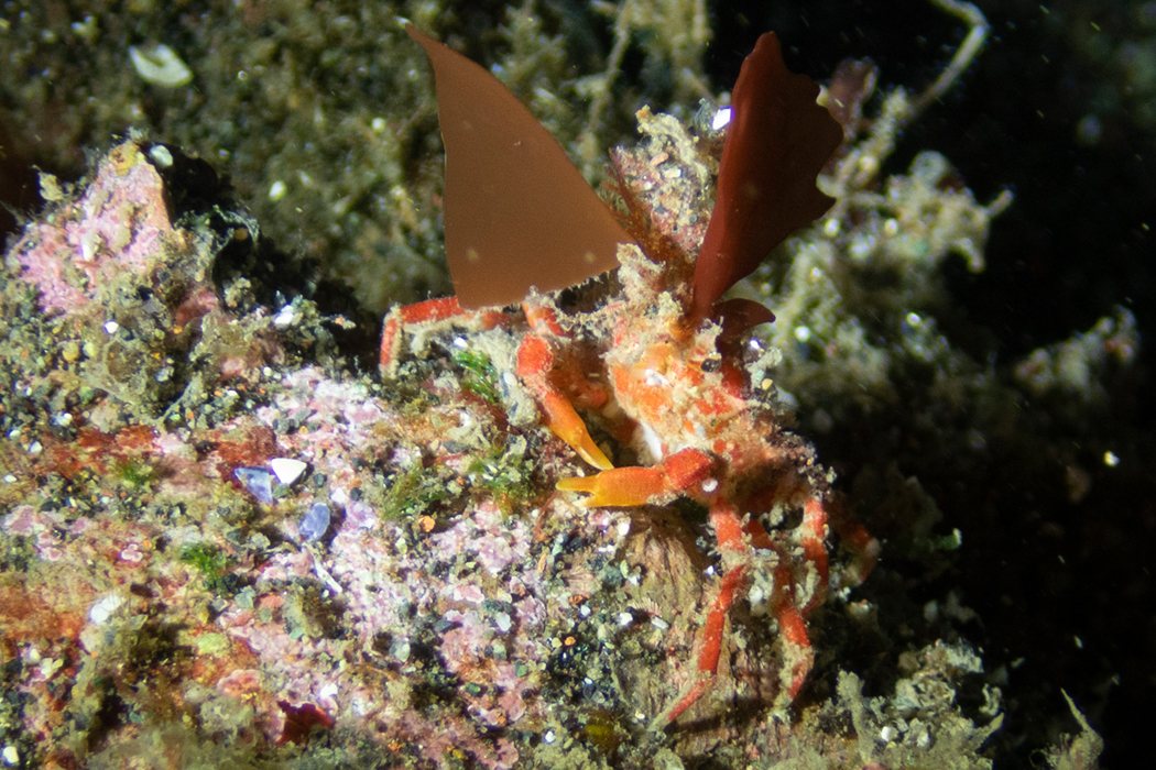 写真｜「コノハガニ」