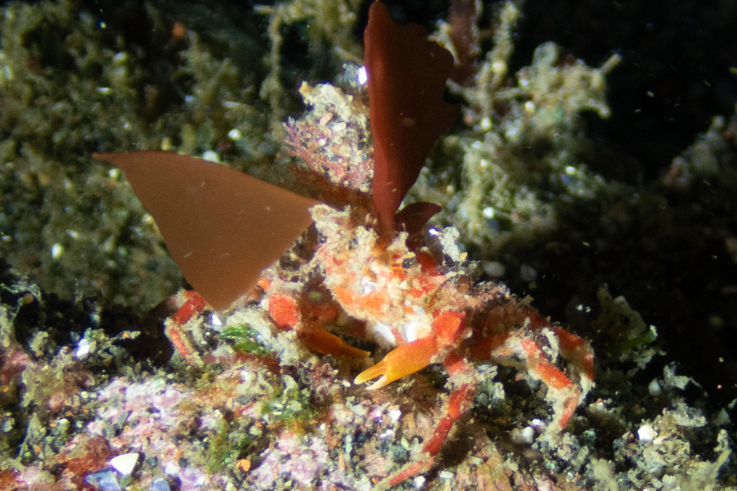 写真｜「コノハガニ」