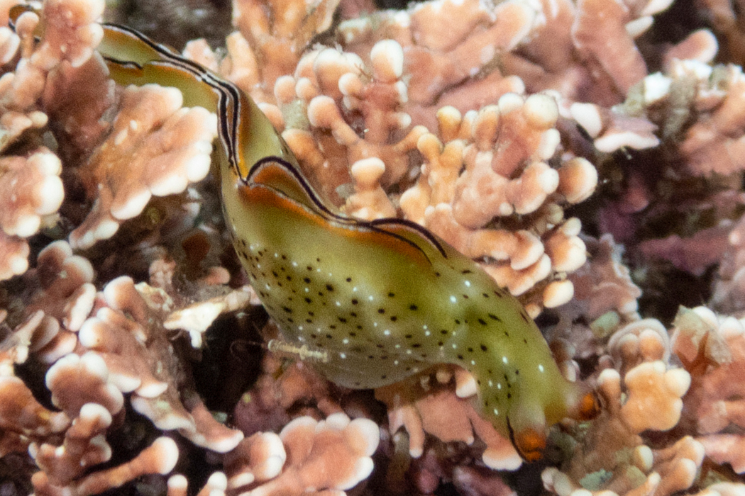 コノハミドリガイの写真2｜縁は黒とオレンジです。