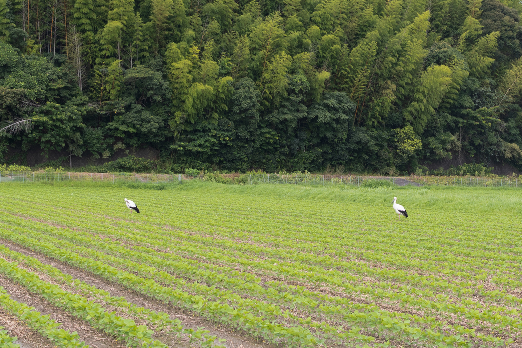 写真｜「コウノトリ」