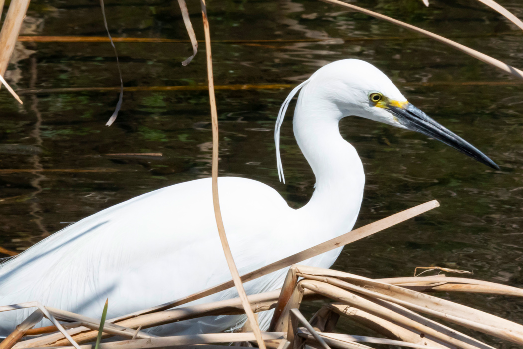 写真｜「コサギ」