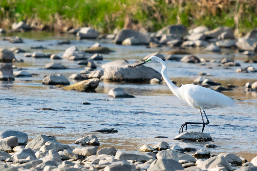 写真｜「コサギ」