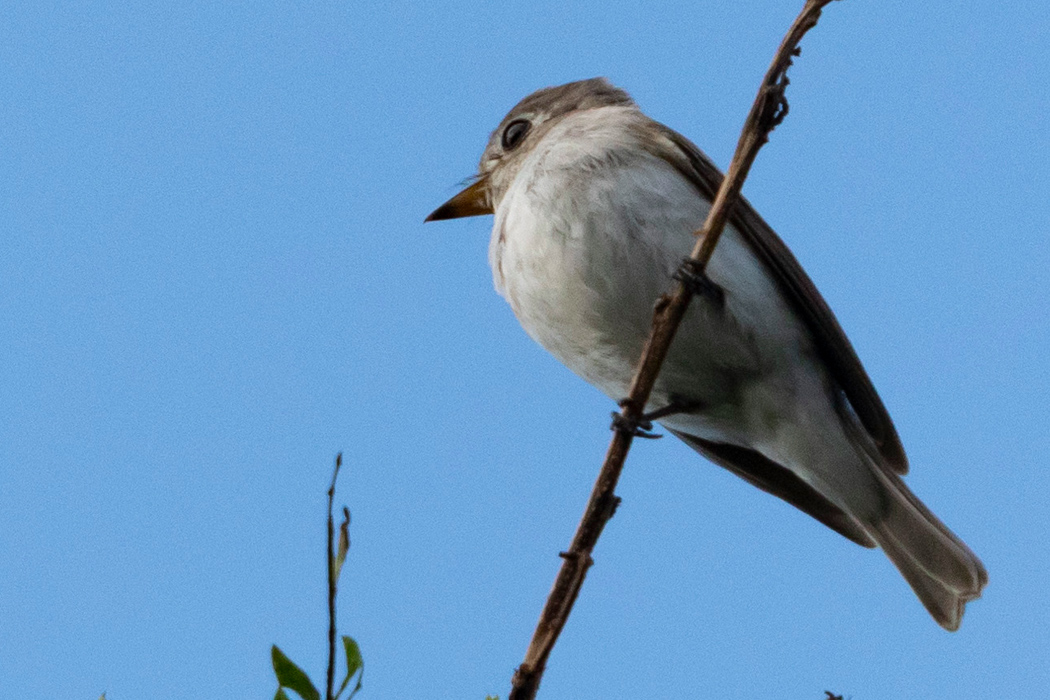 写真｜「コサメビタキ」