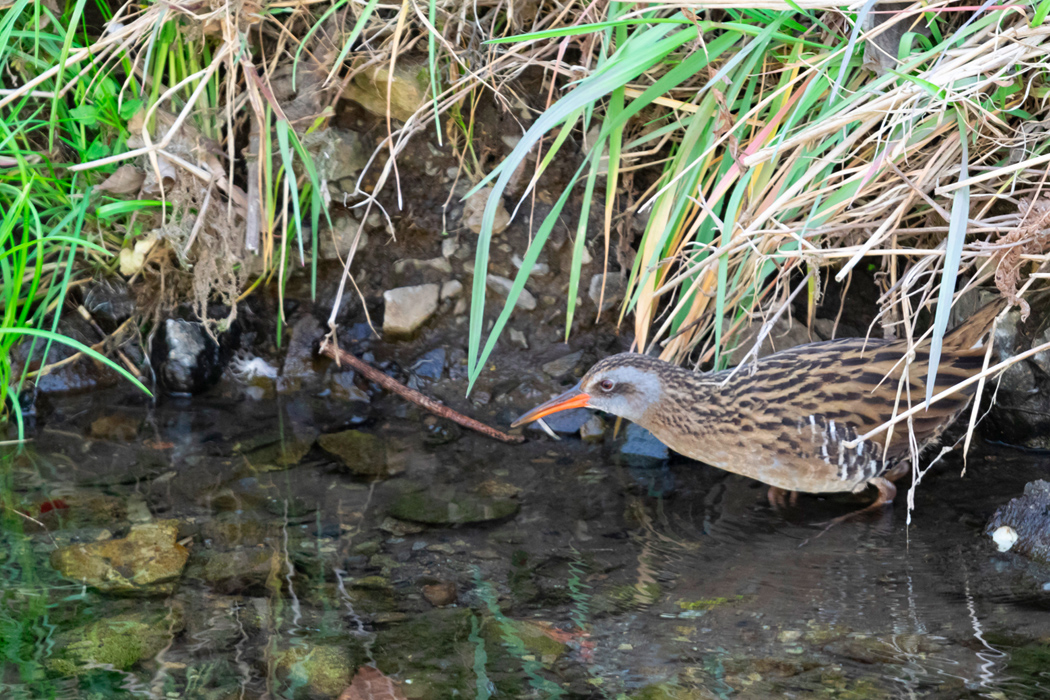 クイナの写真2｜岸に沿って音を立てずに歩きます。