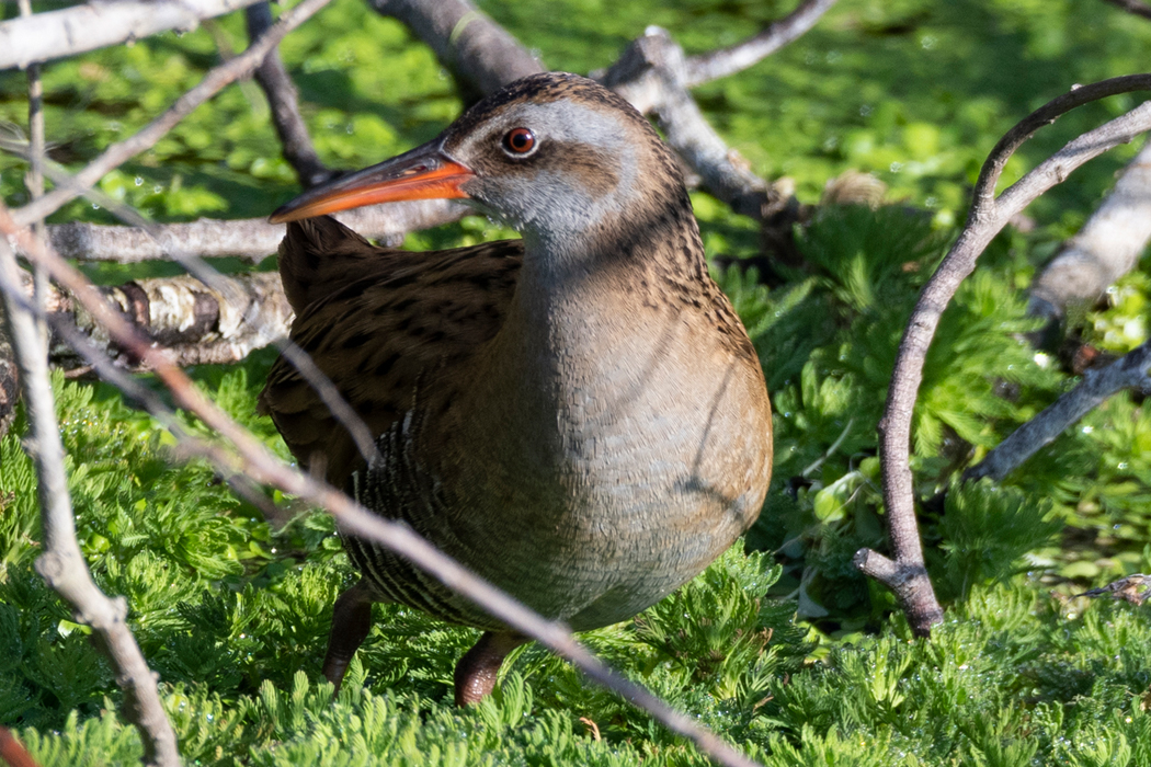 クイナの写真5｜嘴はオレンジ色です。
