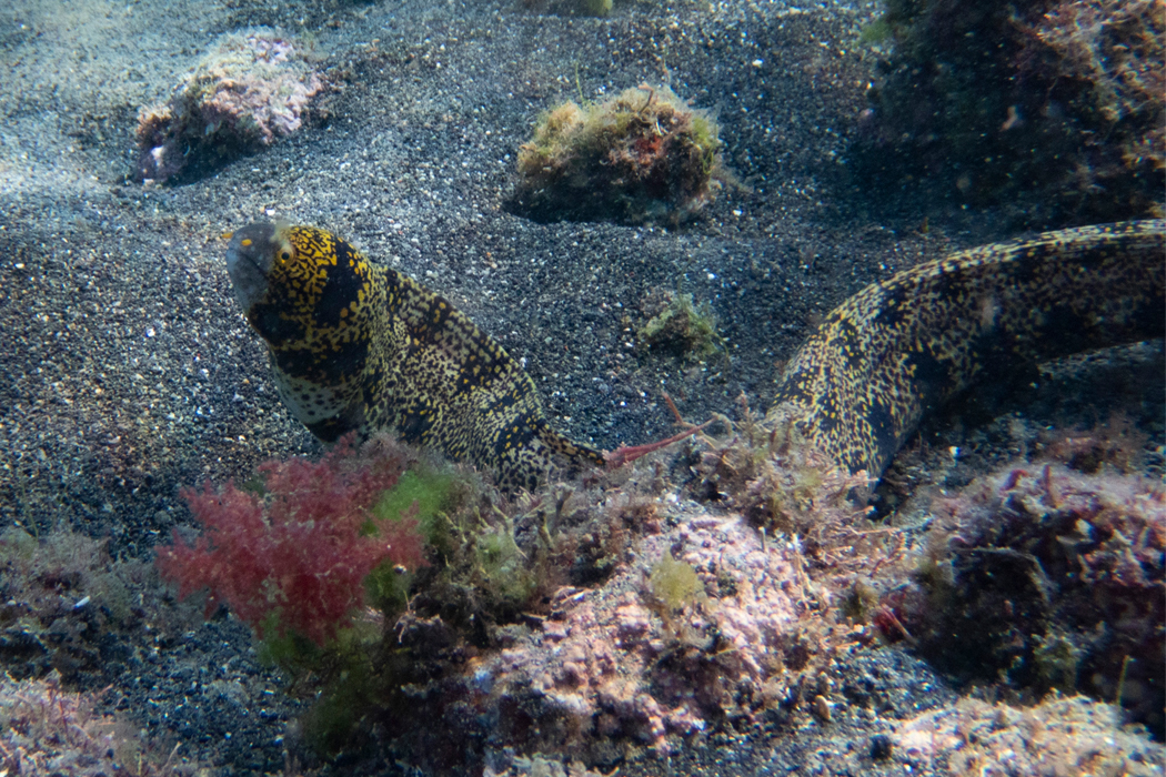 写真｜「クモウツボ」