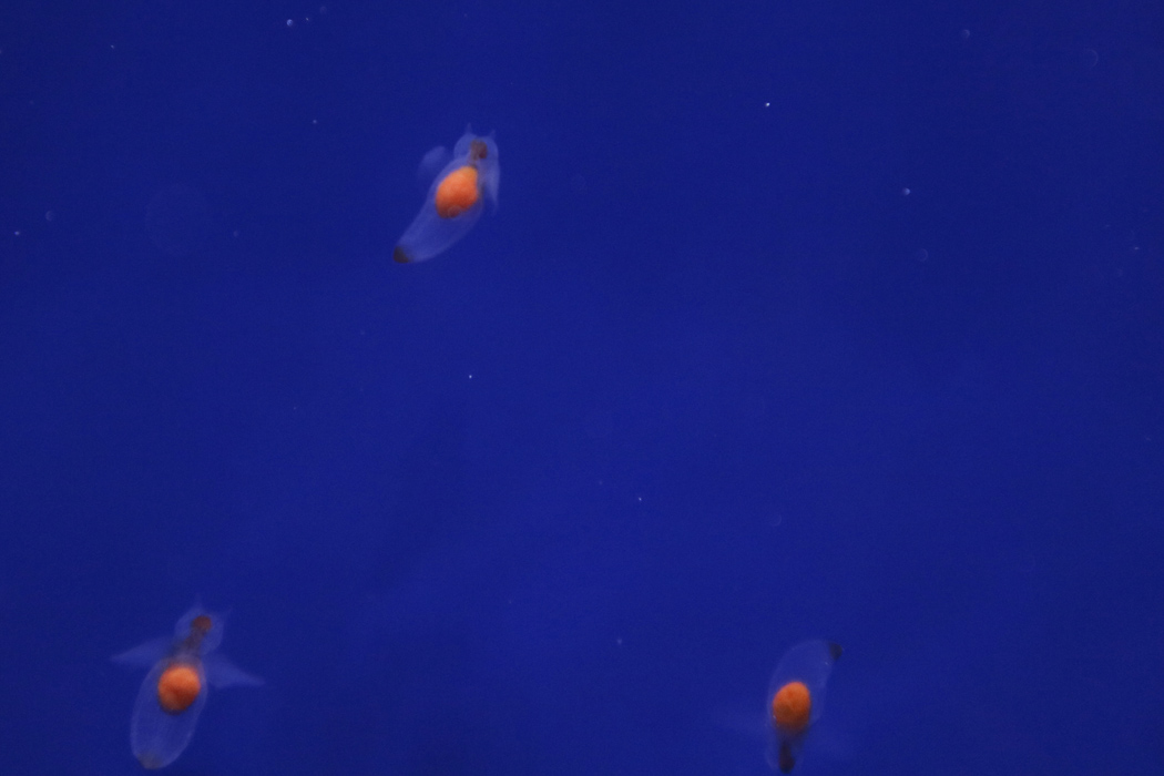 クリオネの写真2｜オレンジ色の内臓が印象的です。