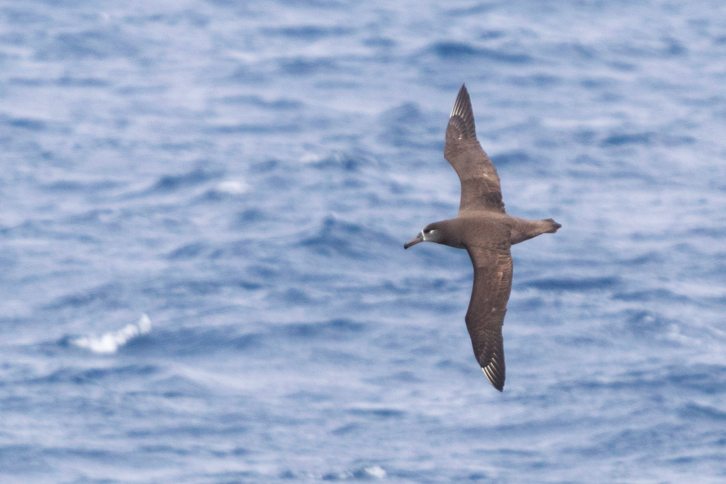 写真｜「クロアシアホウドリ」