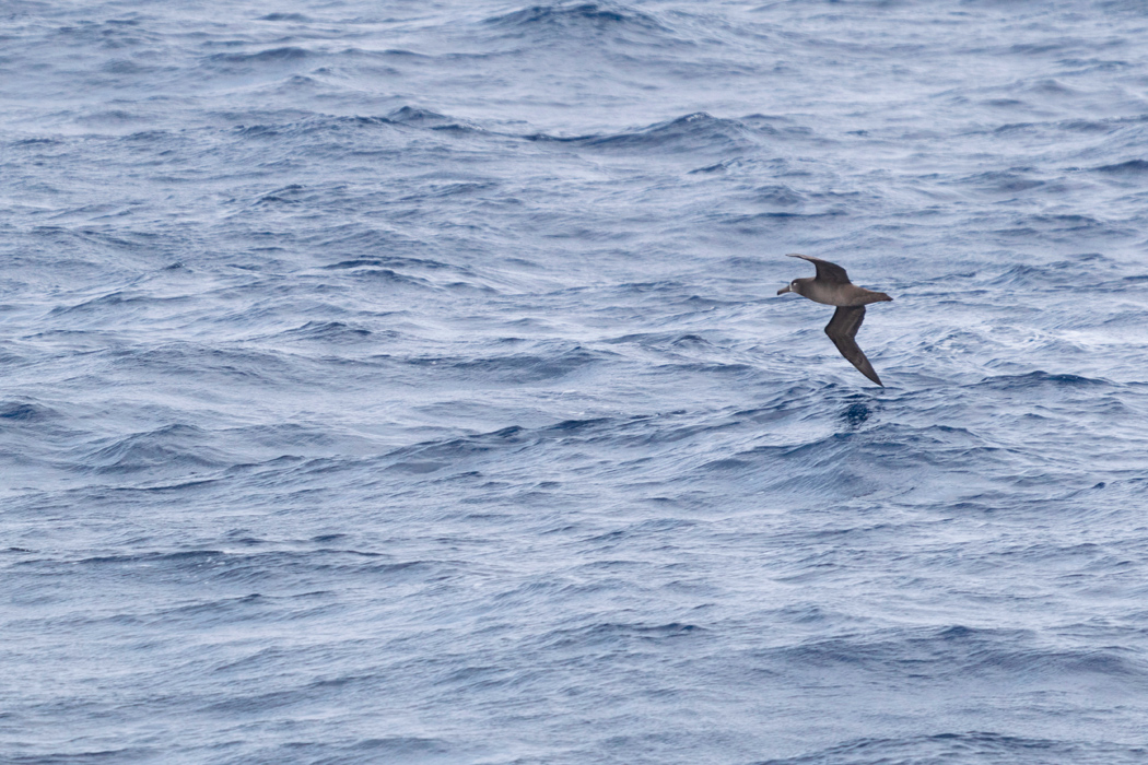 写真｜「クロアシアホウドリ」